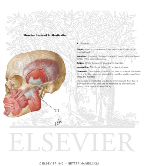Watermarked preview of labeled image: Temporal Region: Muscles of Mastication