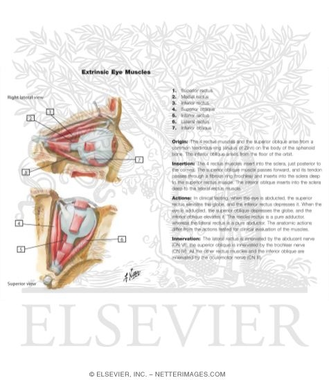 Watermarked preview of labeled image: Extrinsic Eye Muscles