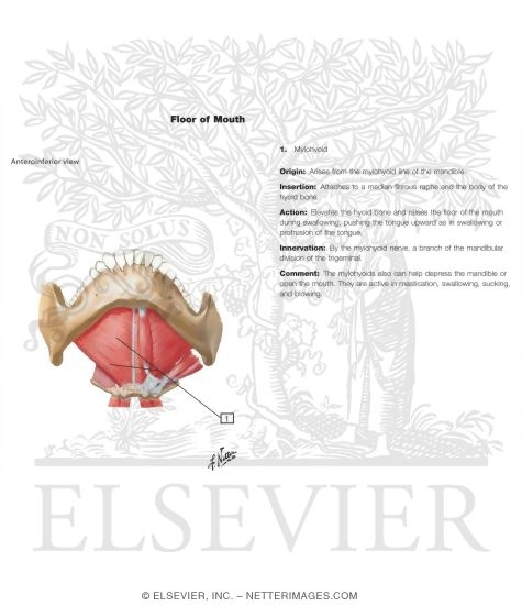 Watermarked preview of unlabeled image: Floor of Mouth: Anteroinferior View