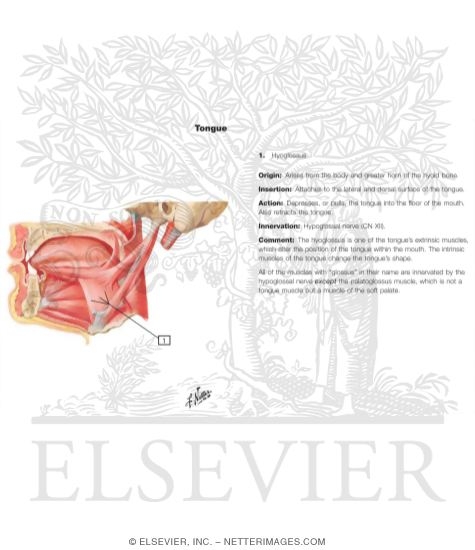 Oral Cavity: Tongue