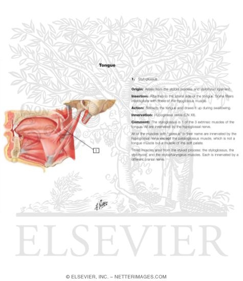 Watermarked preview of labeled image: Oral Cavity: Tongue