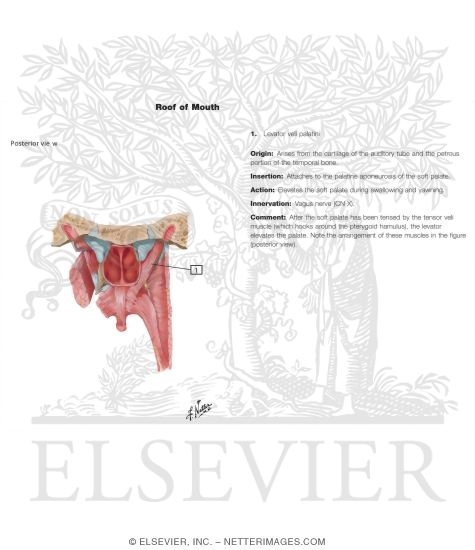 Watermarked preview of labeled image: Oral Cavity: Palate