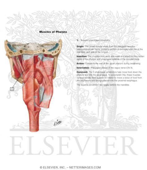 Muscles of Pharynx: Partially Opened Posterior View
Musculature of Pharynx
Posterior View of Pharyngeal Muscles