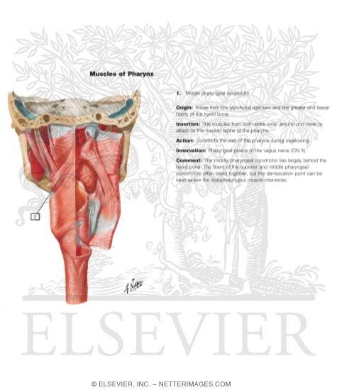 Watermarked preview of labeled image: Muscles of Pharynx: Partially Opened Posterior View
Musculature of Pharynx
Posterior View of Pharyngeal Muscles