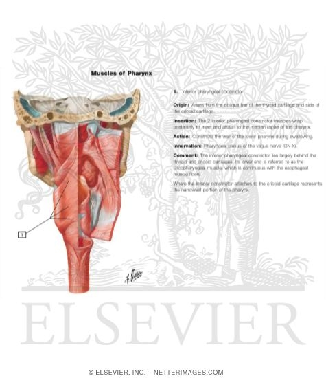 Muscles of Pharynx: Partially Opened Posterior View
Musculature of Pharynx
Posterior View of Pharyngeal Muscles