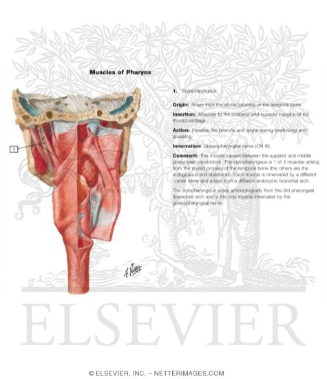 Watermarked preview of labeled image: Muscles of Pharynx: Partially Opened Posterior View
Musculature of Pharynx
Posterior View of Pharyngeal Muscles