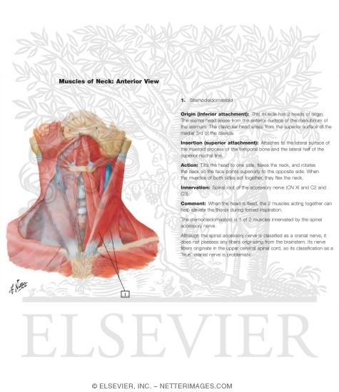 Muscles of Neck: Anterior View