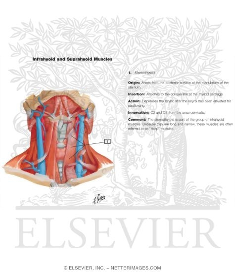 Muscles of Neck: Anterior View