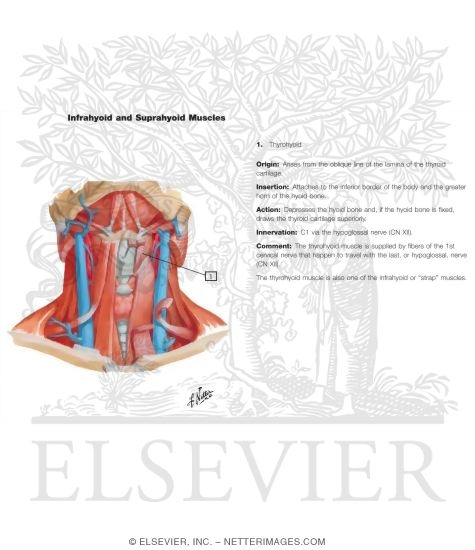 Muscles of Neck: Anterior View