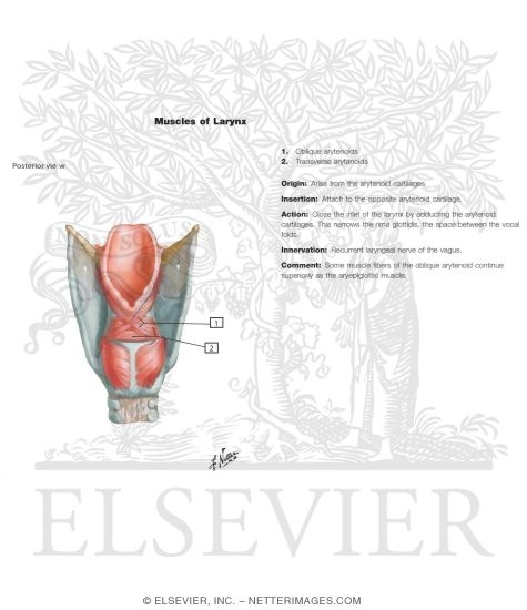 Muscles of Larynx