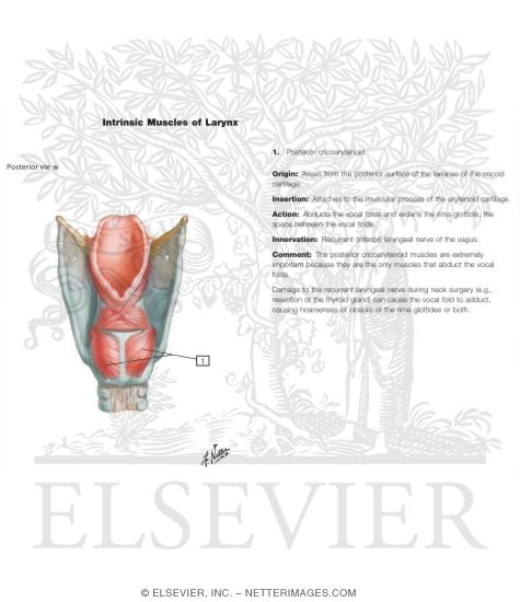Muscles of Larynx