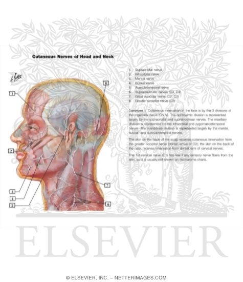 Watermarked preview of labeled image: Face and Scalp: Cutaneous Nerves