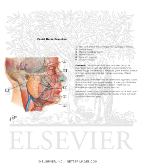 Nerve Supply of the Temporal Fossa