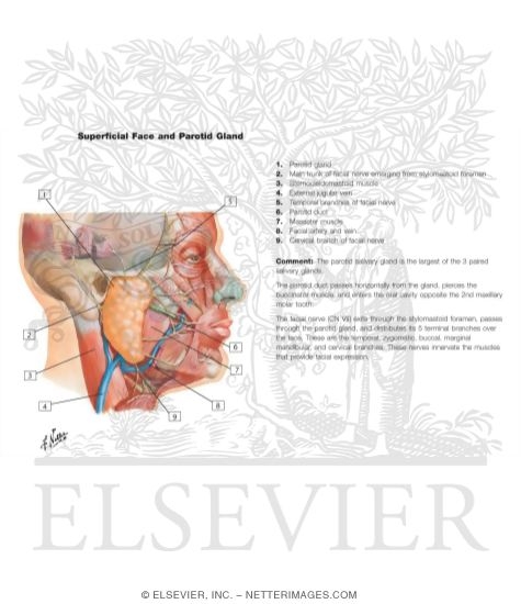 Watermarked preview of labeled image: Nerve Supply of the Temporal Fossa