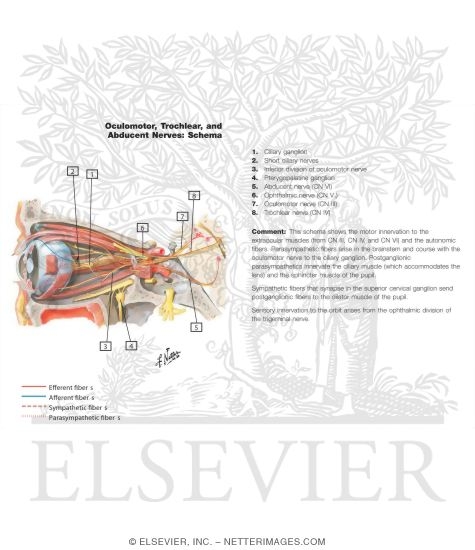 Watermarked preview of labeled image: Oculomotor (III), Trochlear (IV) and Abducent (VI) Nerves: Schema