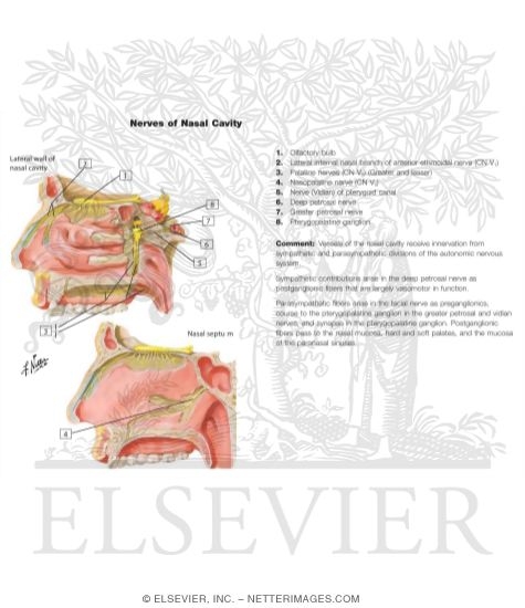 Watermarked preview of labeled image: Olfactory (I) Nerve, Pterygopalatine Ganglion and Nerves of Nose