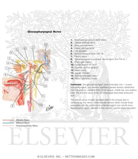 Glossopharyngeal Nerve (IX) and Otic Ganglion