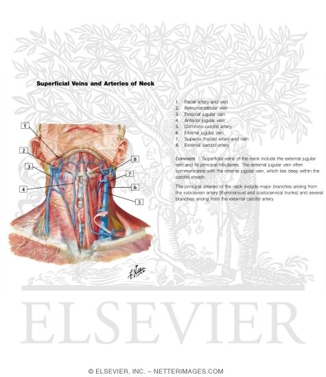 Watermarked preview of labeled image: Superficial Veins and Cutaneous Nerves of Neck