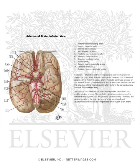 Watermarked preview of labeled image: Brain: Arterial Supply