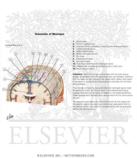 Watermarked preview of unlabeled image: Schematic of Meninges