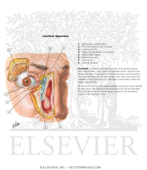 Lacrimal Apparatus