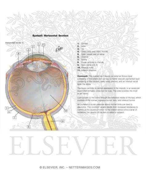 Anatomy of the Eyeball