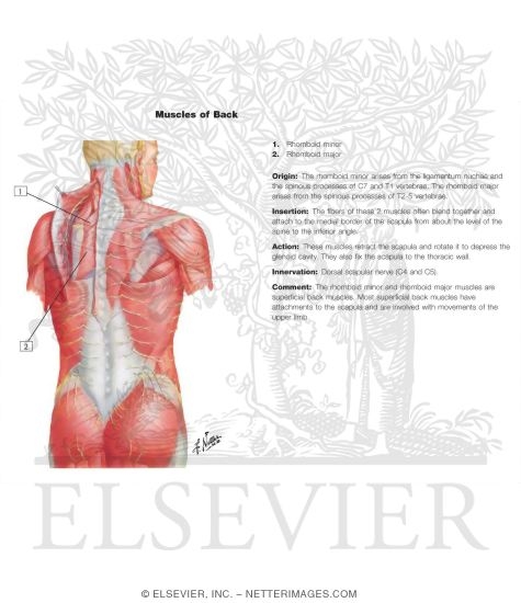 Watermarked preview of labeled image: Nerves of Back