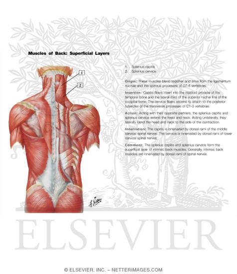 Muscles of Back: Superficial Layers
Superficial Muscles: Posterior Neck and Back