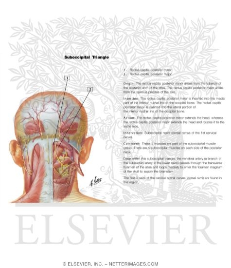 Suboccipital Triangle