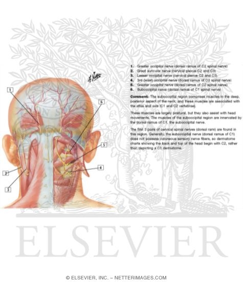 Suboccipital Triangle