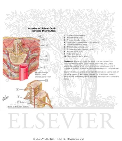 Watermarked preview of labeled image: Arteries of Spinal Cord: Intrinsic Distribution 