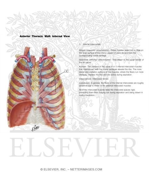 Watermarked preview of labeled image: Anterior Thoracic Wall
Anterior Thoracic Wall: Internal View