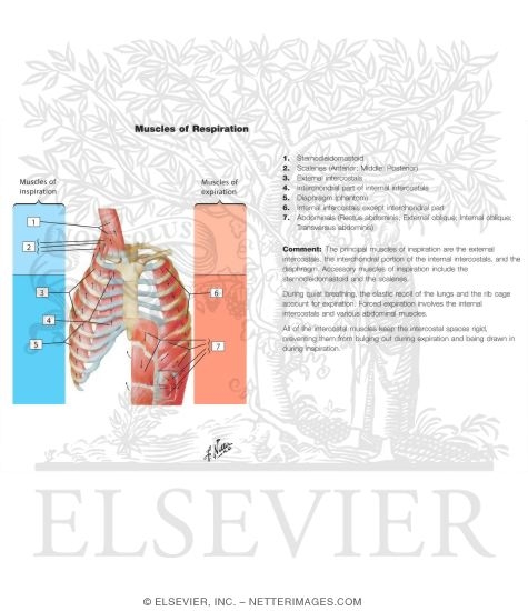 Muscles of Inspiration - Muscles of Expiration
Muscles of Respiration
Respiratory Muscles