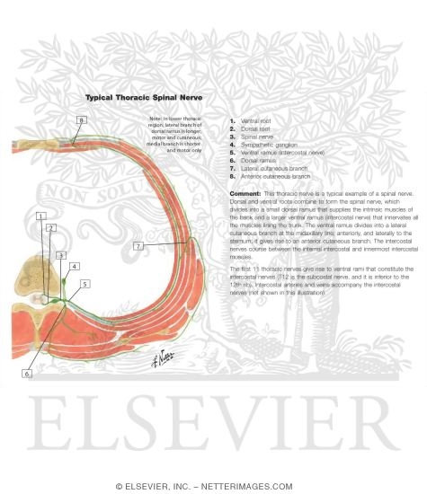 Watermarked preview of labeled image: Schematic Diagram of Typical Spinal (Thoracic) Nerve
Typical Thoracic Spinal Nerve