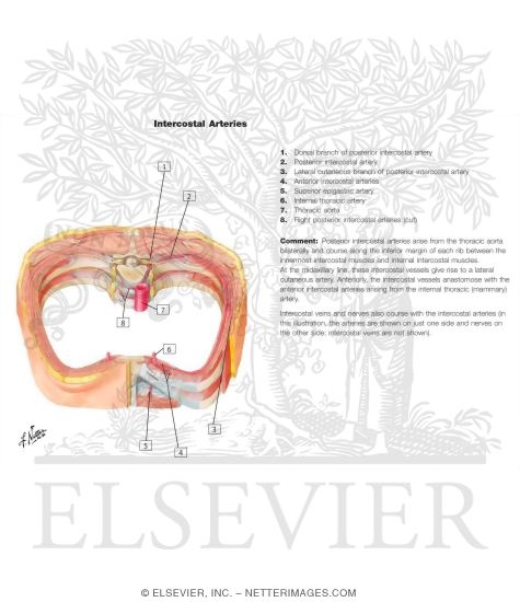 Course and Relations of Intercostal Nerves and Arteries
Intercostal Nerves and Arteries