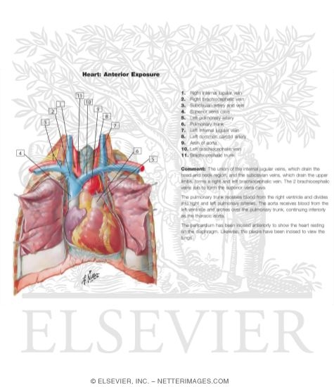 Heart: Anterior Exposure
Position of the Heart-Right Ventricle Anterior