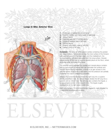 Watermarked preview of labeled image: Anterior Relations of the Heart