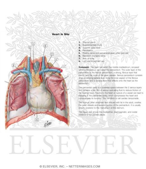 Watermarked preview of labeled image: Thoracic Cage Heart In Situ
