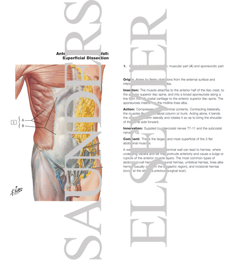 Watermarked preview of labeled image: Anterior Abdominal Wall: Superficial Dissection
Anterolateral Abdominal Wall