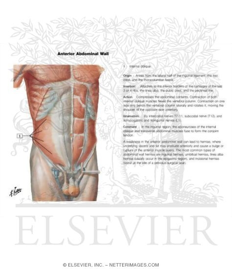 Watermarked preview of labeled image: Anterior Abdominal Wall: Intermediate Dissection
Anterolateral Abdominal Wall