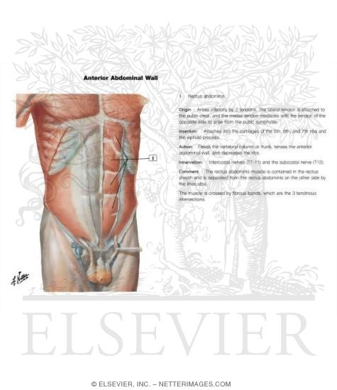 Watermarked preview of labeled image: Anterior Abdominal Wall: Intermediate Dissection
Anterolateral Abdominal Wall