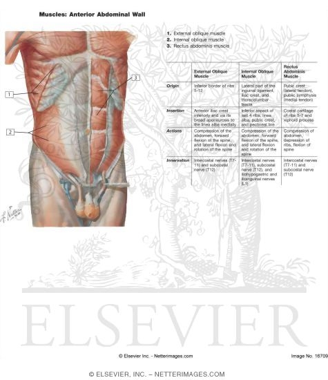 Watermarked preview of labeled image: Anterior Abdominal Wall: Intermediate Dissection
Anterolateral Abdominal Wall