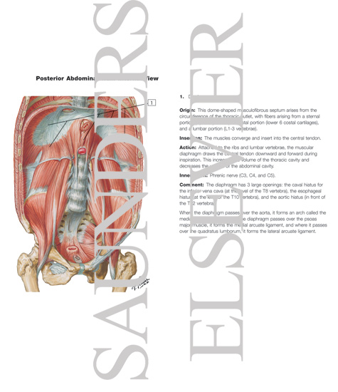 Watermarked preview of labeled image: Posterior Abdominal Wall: Internal View
