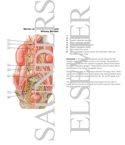 Innervation of Kidneys, Ureters and Bladder
Nerves of Kidneys, Ureters and Urinary Bladder