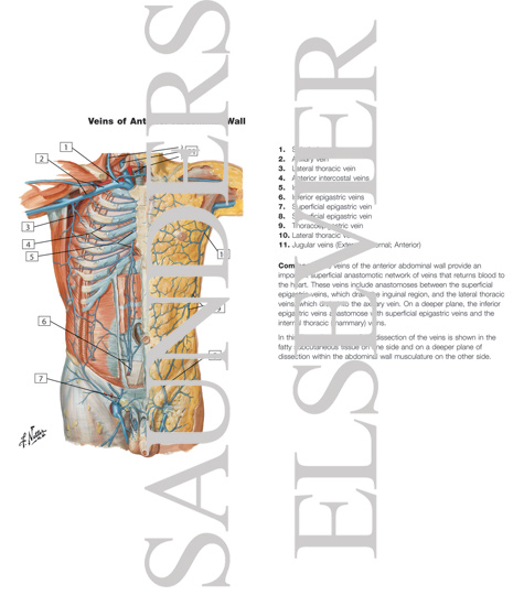 Veins of Anterior Abdominal Wall
Venous Drainage of the Abdomen
