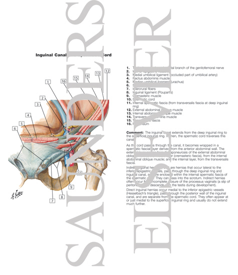 The Adult Inguinal Region