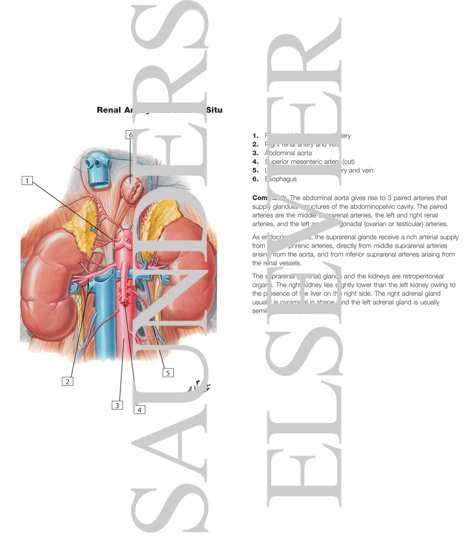 Watermarked preview of labeled image: Renal Artery and Vein In Situ Renal Vasculature