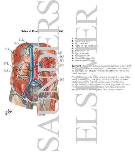 Veins of Posterior Abdominal Wall
Venous Drainage of the Abdomen