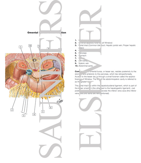 Omental Bursa: Cross Section