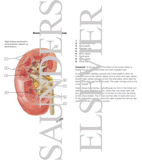 Kidney Sectioned